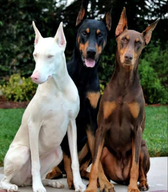 Moe, Larry, and Curly